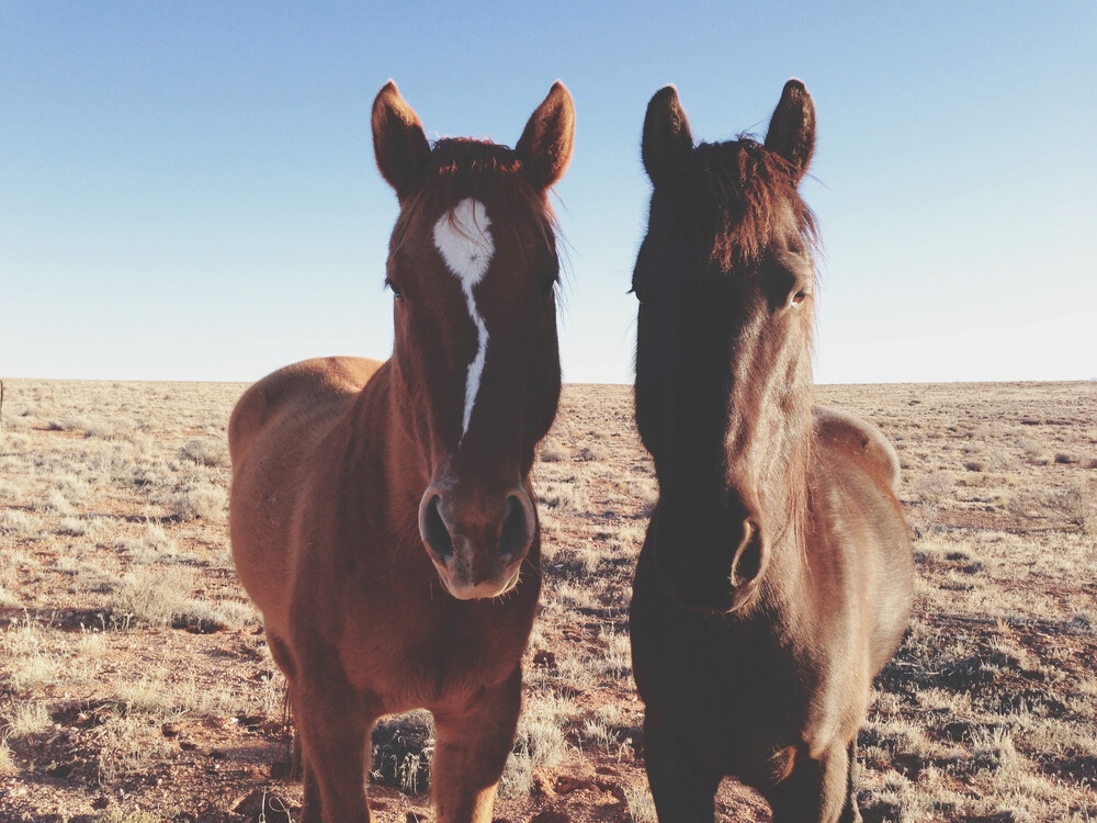 Horse Friends - fotokunst von Kevin Russ