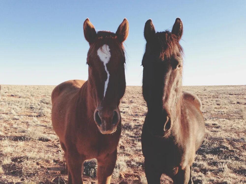 Horse Friends - Fineart photography by Kevin Russ