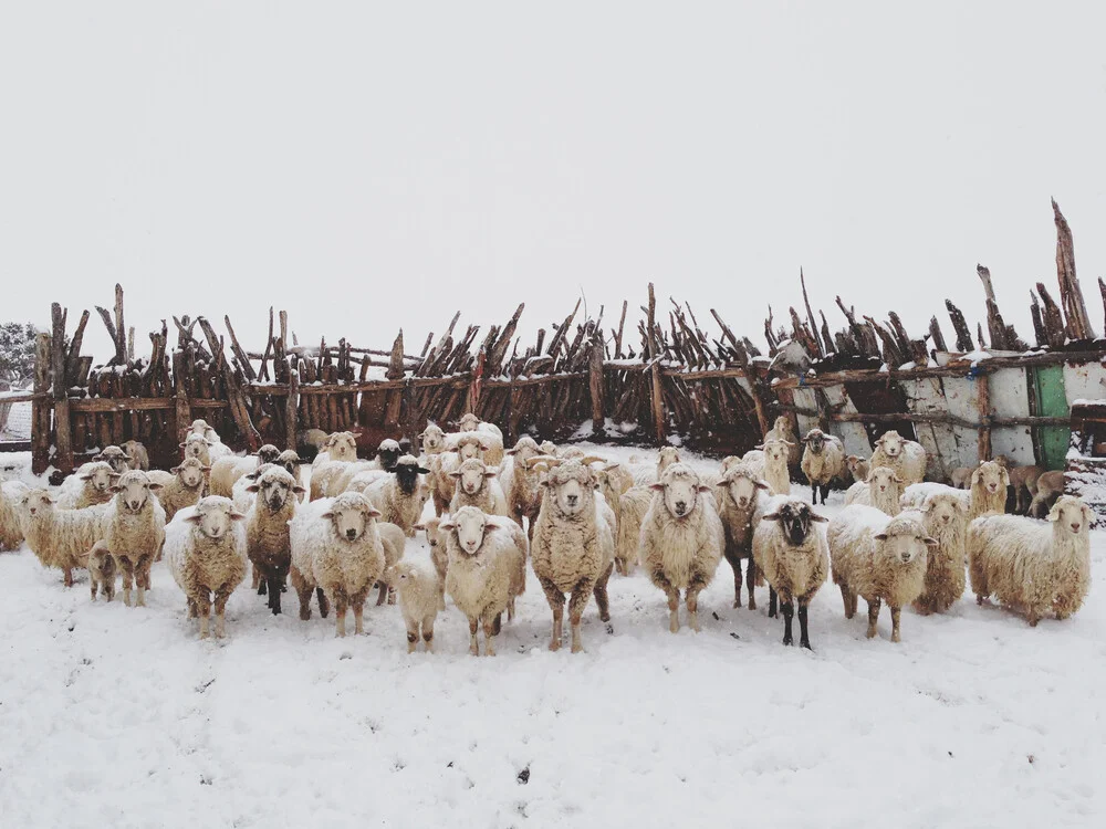 Snowy Sheep Stare - Fineart photography by Kevin Russ