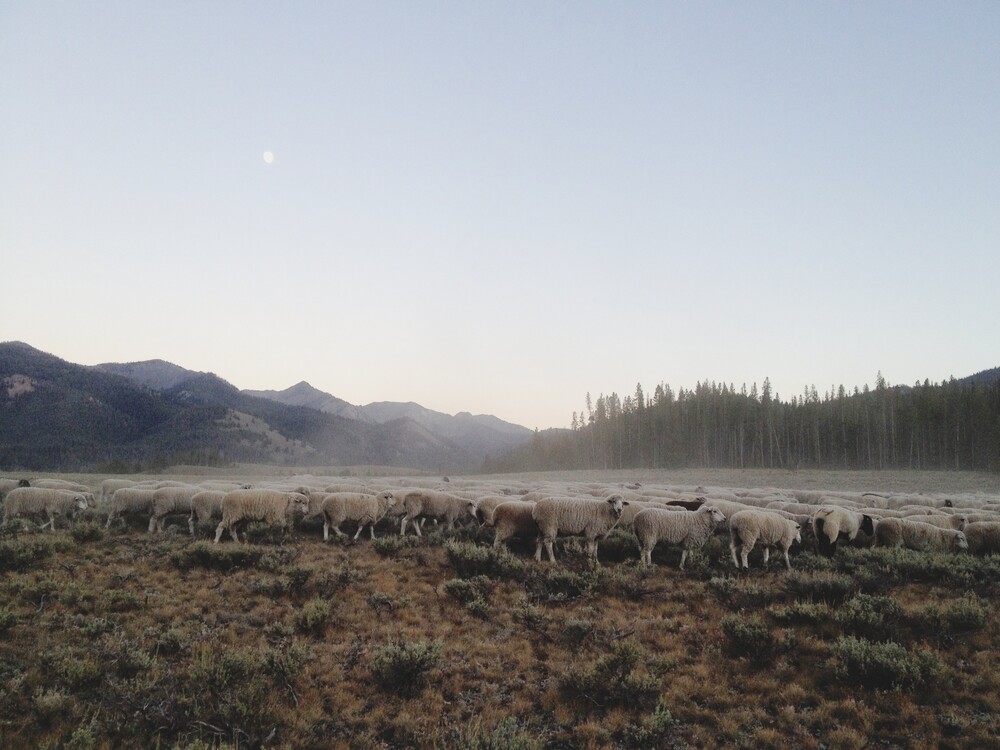 Ketchum Sheep Herd - fotokunst von Kevin Russ