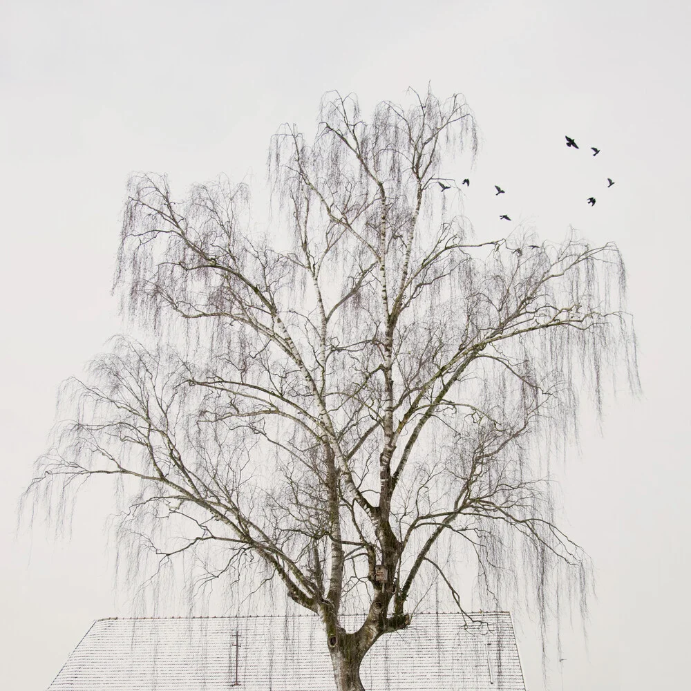 Birch & Barn - fotokunst von Lena Weisbek