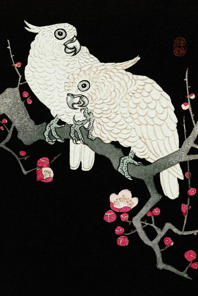 Ohara Koson: Zwei Kakadus und Pflaumenblüte - fotokunst von Japanese Vintage Art