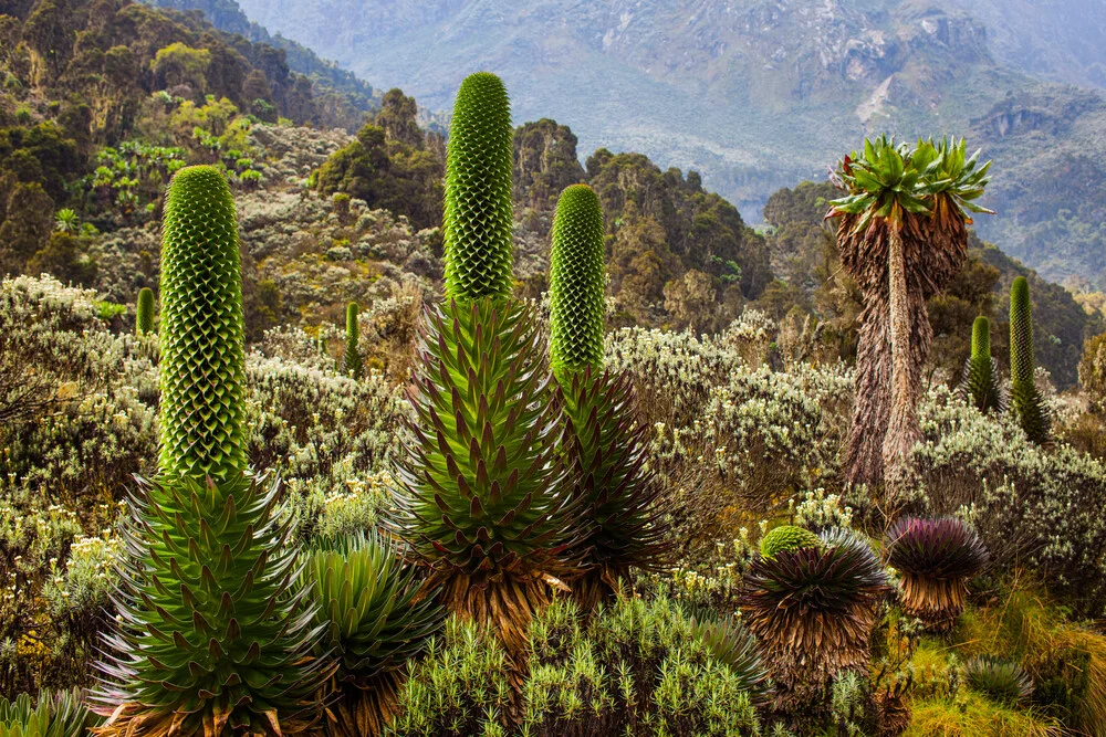 Giant Lobelia Rwenzori - fotokunst von Boris Buschardt