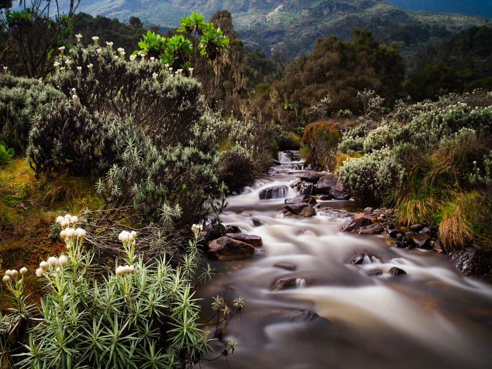Everlasting Flowers in the Rwenzori Mountains - fotokunst von Boris Buschardt