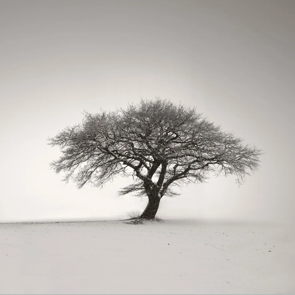 Einsamer Baum - fotokunst von Lena Weisbek