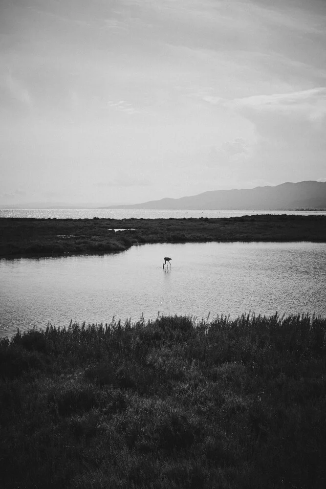 Der Flamingo - fotokunst von Stephanie Hagenstein