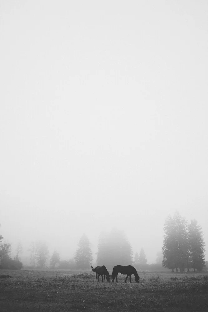 Grazing horses in the fog - Fineart photography by Stephanie Hagenstein