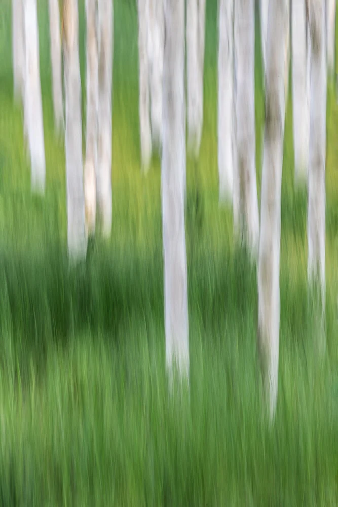 Birch Trees - fotokunst von Michael Jurek