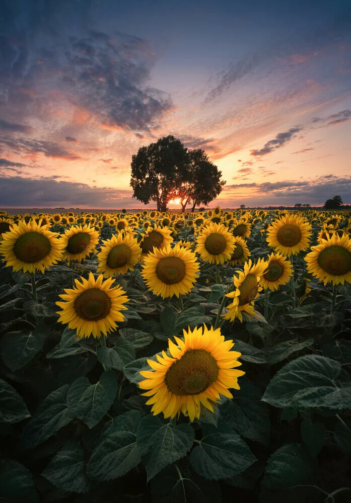 Sommerzeit - fotokunst von Patrick Noack