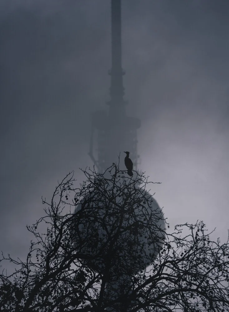 Fotokunst: Kormoran jagt im Morgennebel von Patrick Noack in Berlin