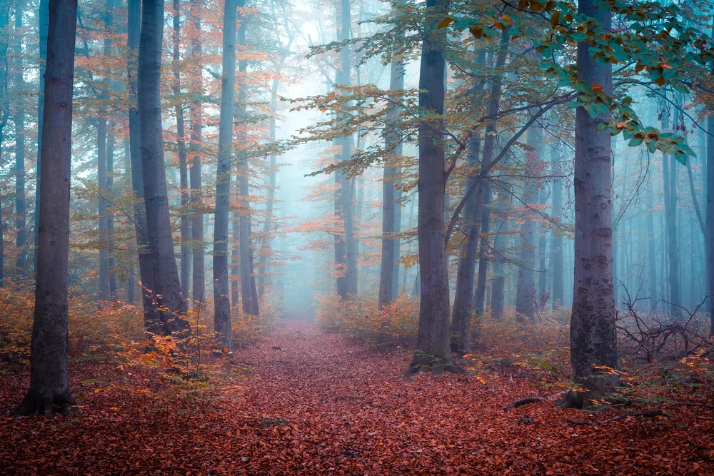 Forest Walk - Fineart photography by Martin Wasilewski