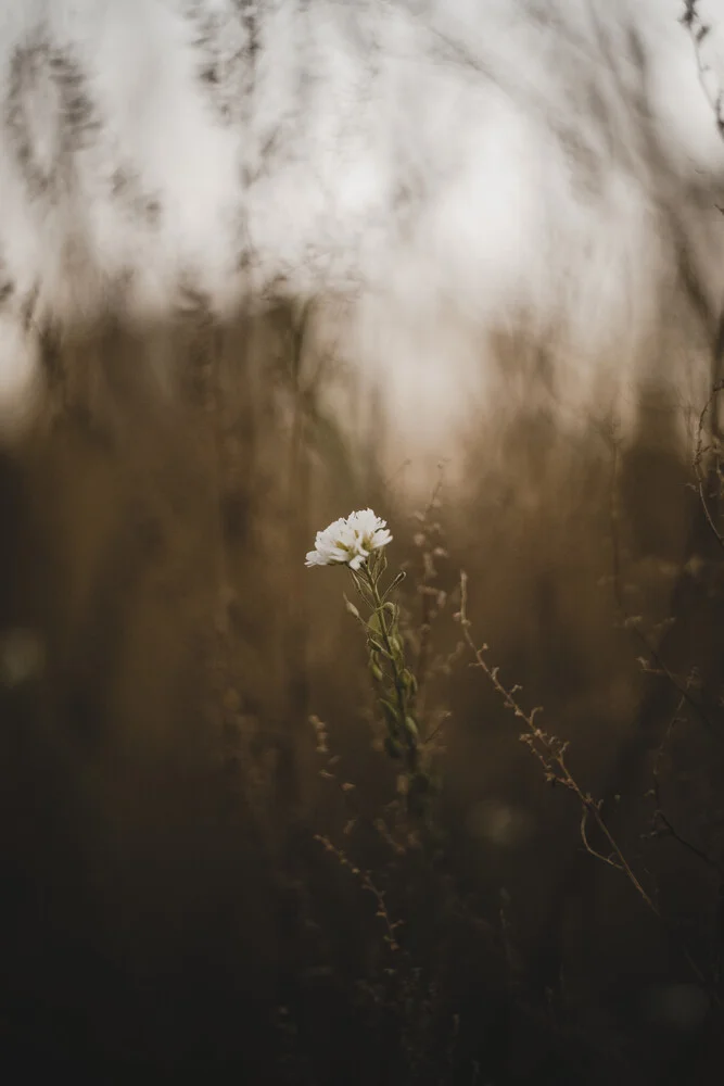 Die Blüte - fotokunst von Stephanie Hagenstein