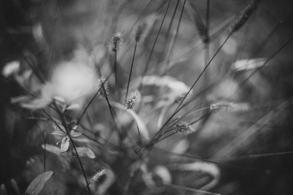 Gräser - fotokunst von Stephanie Hagenstein