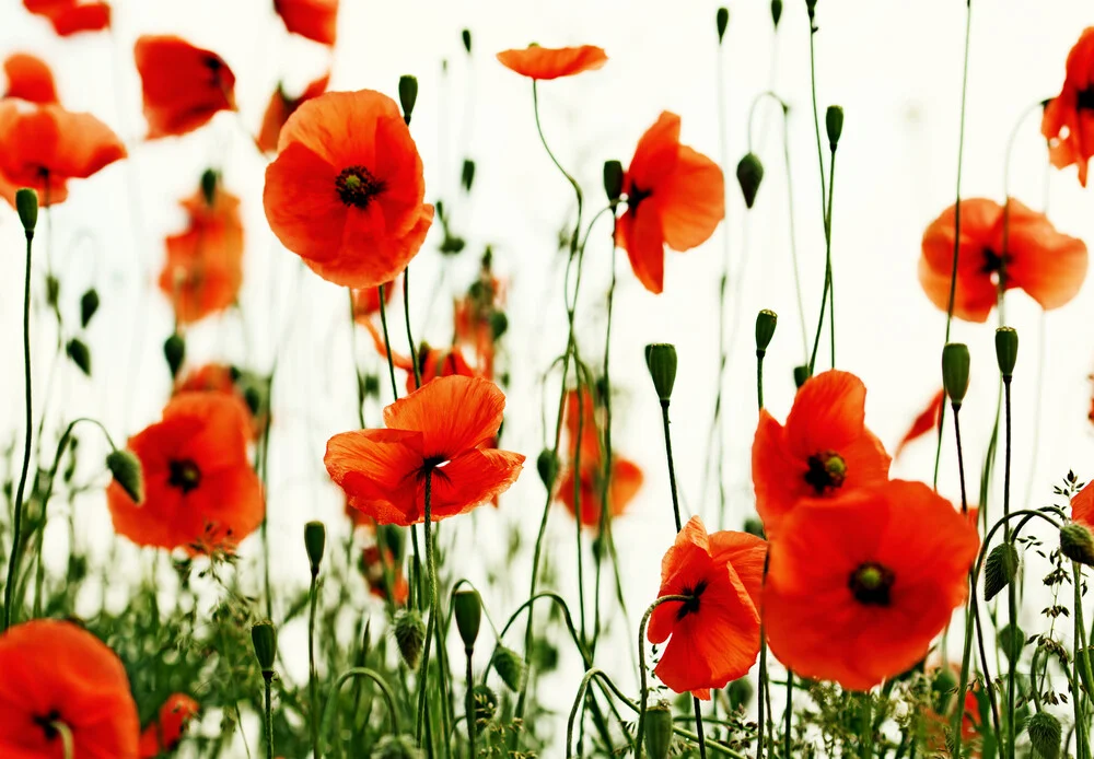 Roter Mohn - fotokunst von Manuela Deigert