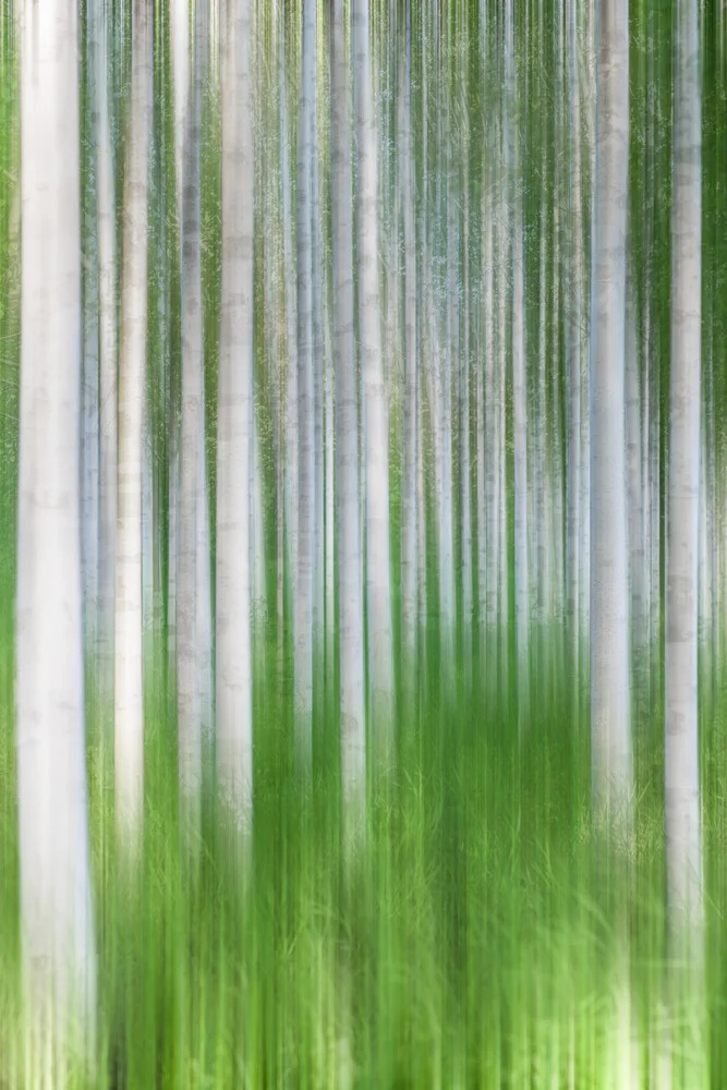 Birches Abstract - fotokunst von Michael Jurek