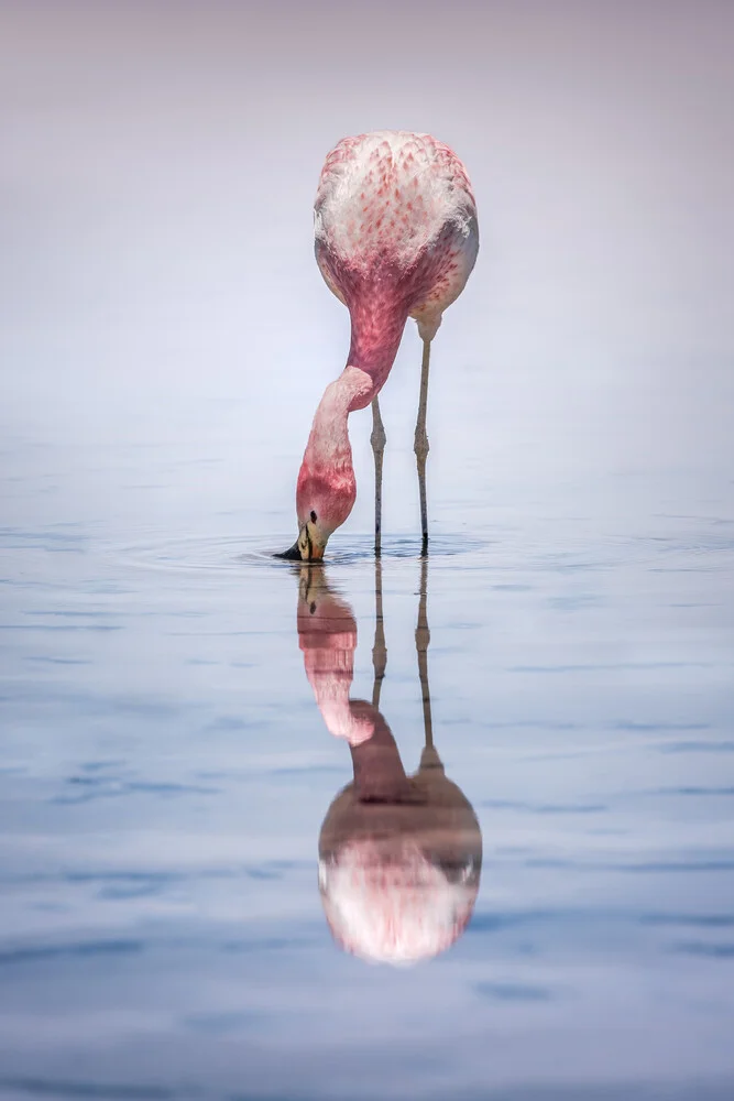 Chaxa Flamingo - fotokunst von Michael Jurek