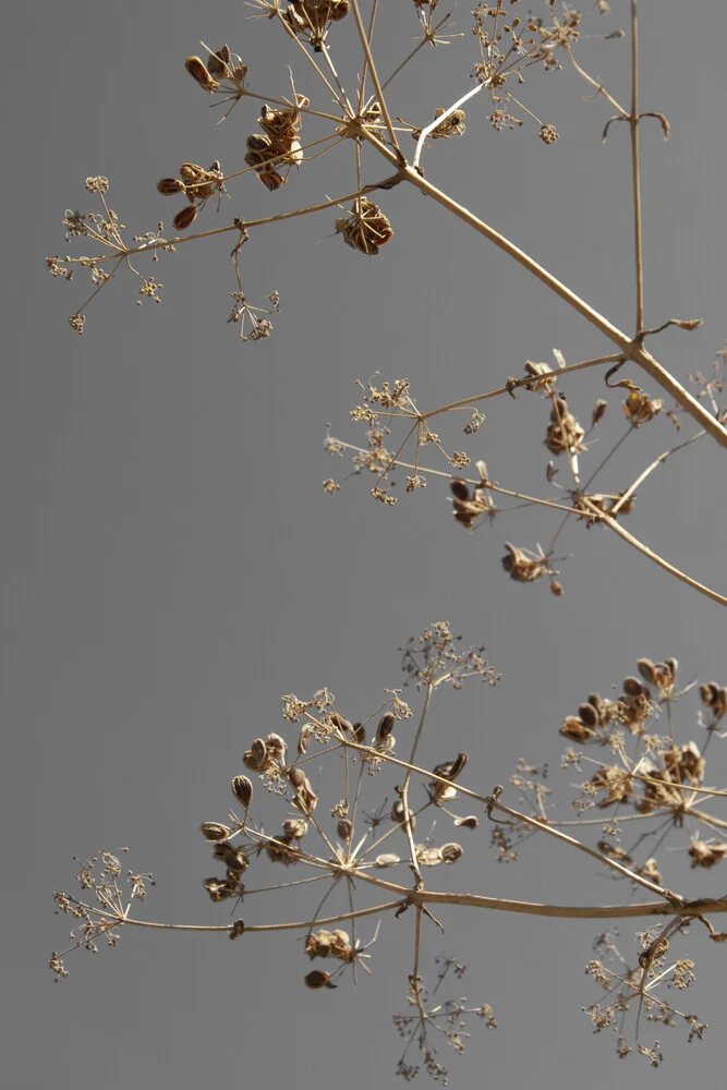 sunshine kissed branches - greige dried flowers - fotokunst von Studio Na.hili
