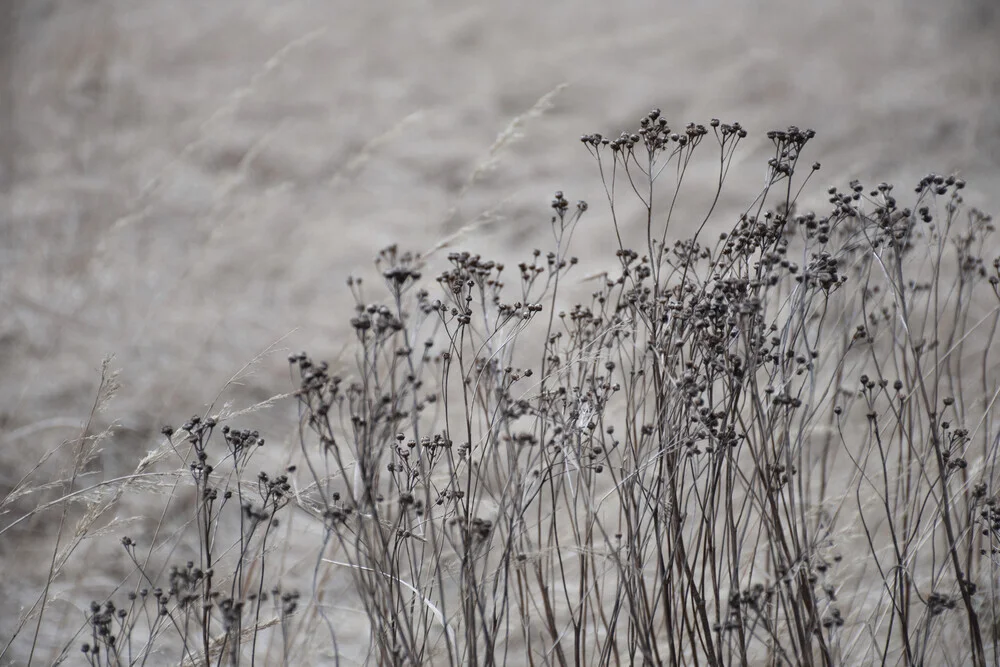 flower buds in the beige greige golden field 1 - Fineart photography by Studio Na.hili