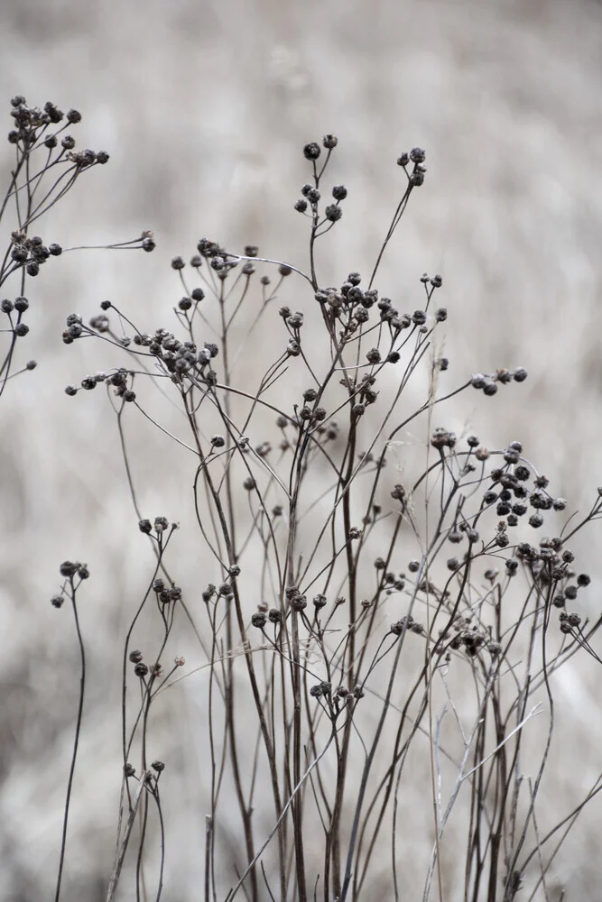 flower buds in the beige greige golden field 2 - Fineart photography by Studio Na.hili