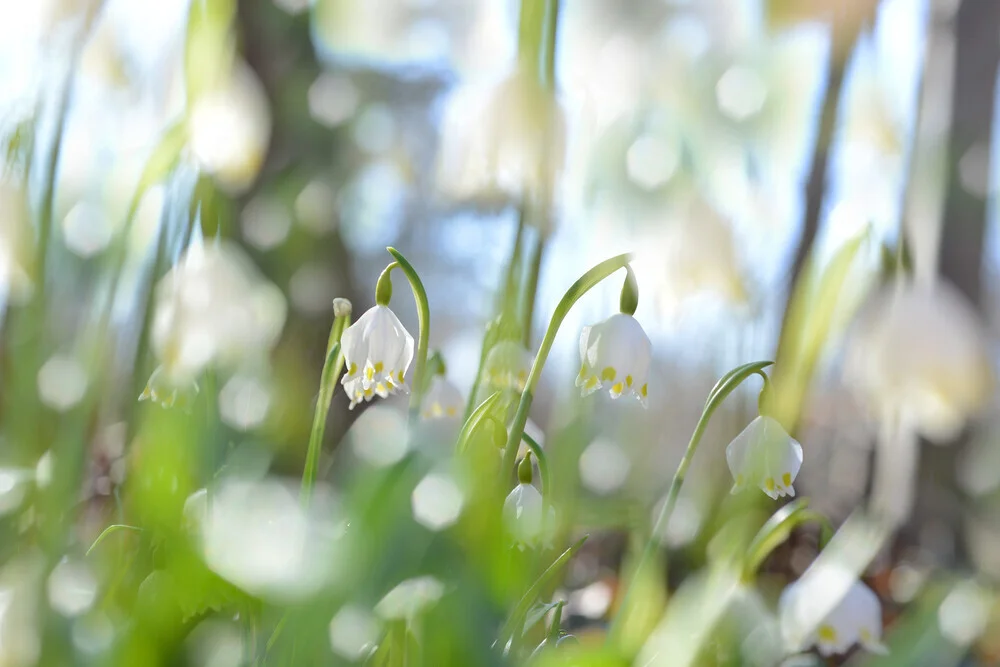 Märzenbecher - Fineart photography by Torsten Kupke