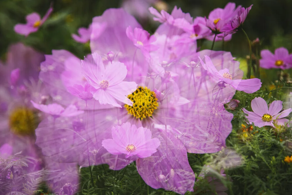 Cosmos flowers double exposure - Fineart photography by Nadja Jacke