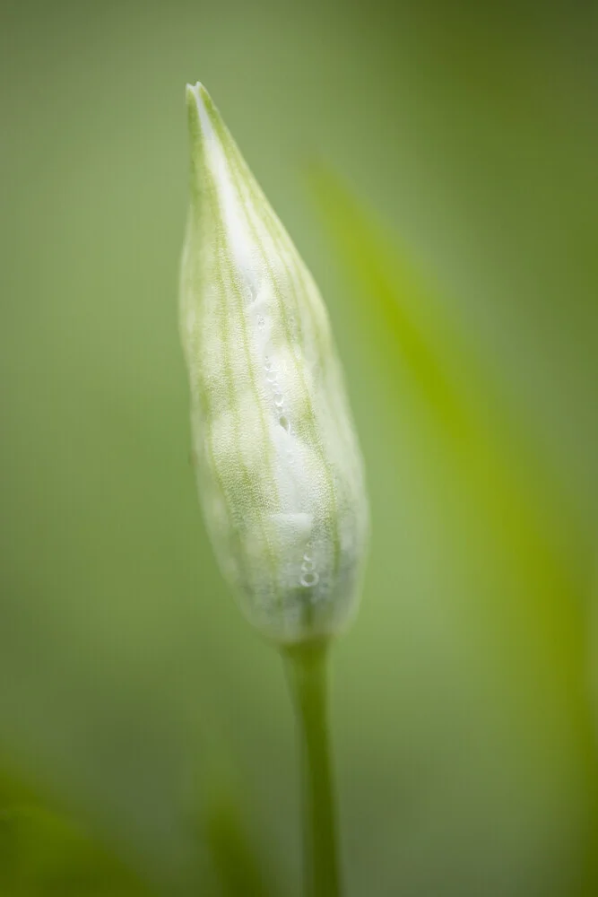 wild garlic bud - Fineart photography by Nadja Jacke