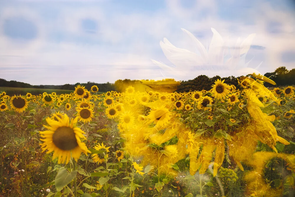 Sonnenblumenfeld Doppelbelichtung - fotokunst von Nadja Jacke