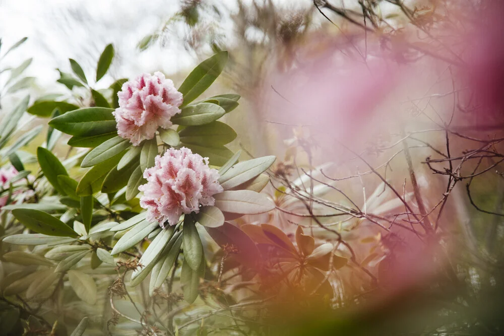 Rhododendron Blüte - fotokunst von Nadja Jacke