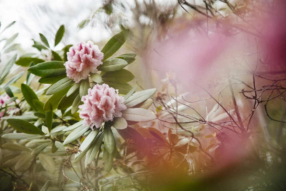 Rhododendron blossom - Fineart photography by Nadja Jacke