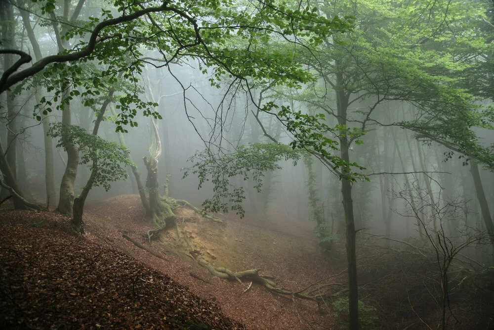 Fog in spring in forest - Fineart photography by Nadja Jacke