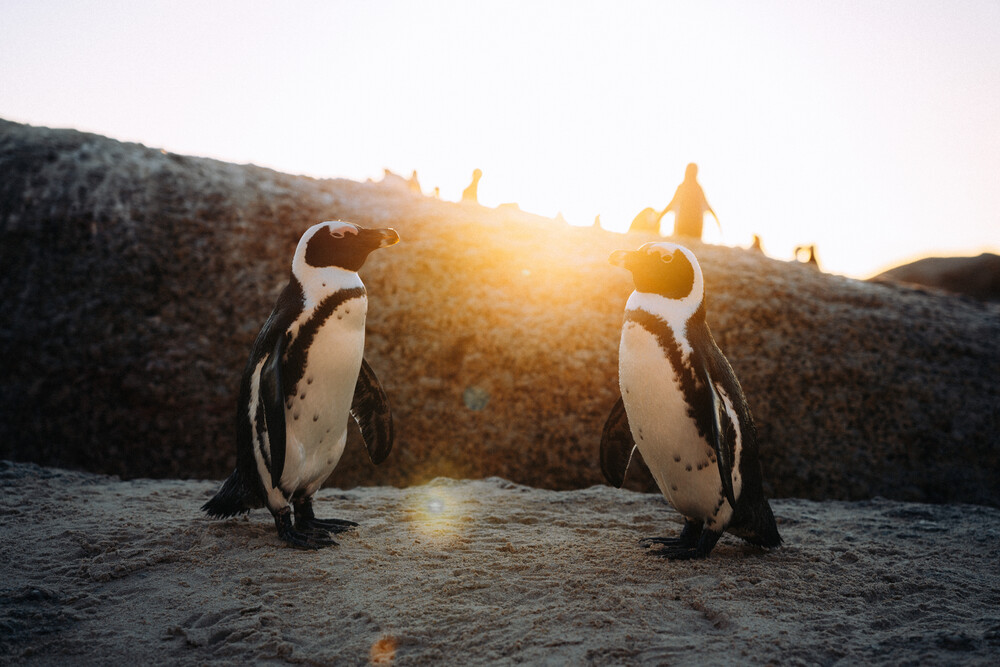 Penguin couple - fotokunst von André Alexander