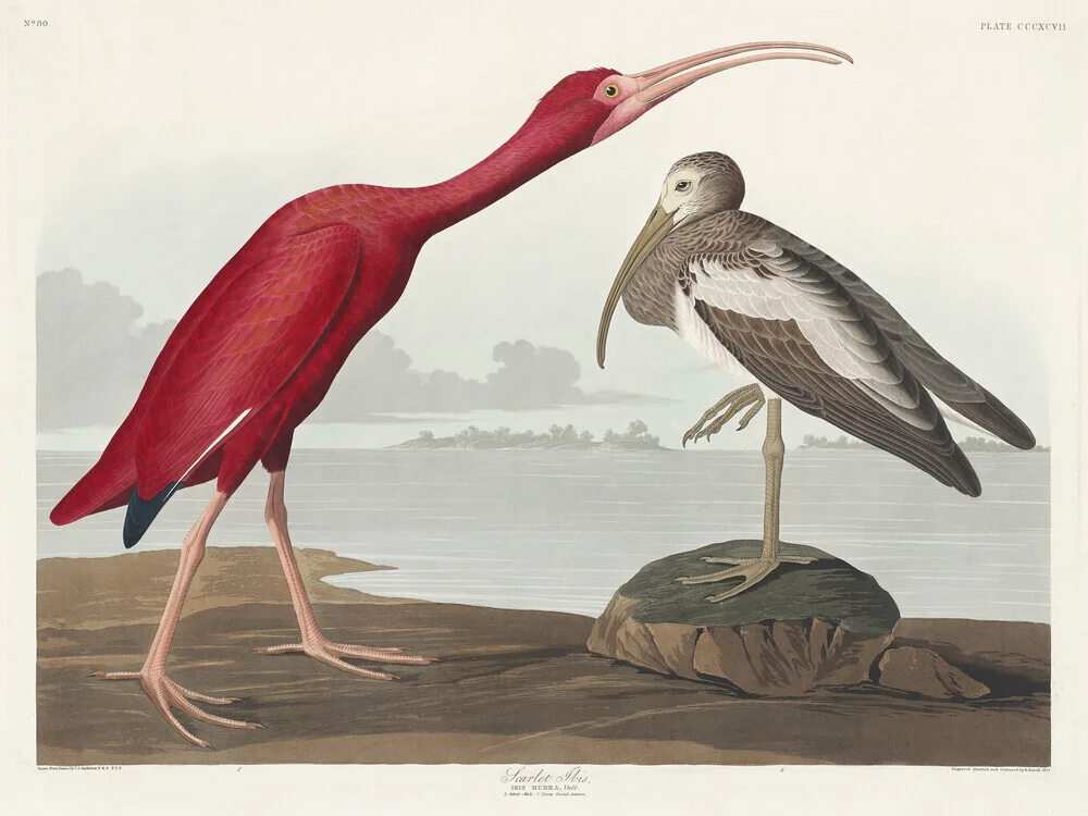 John James Audubon: Scharlachsichler - fotokunst von Vintage Nature Graphics