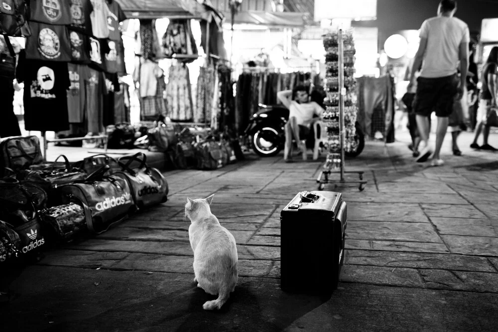 suitcat - fotokunst von Philipp Langebner