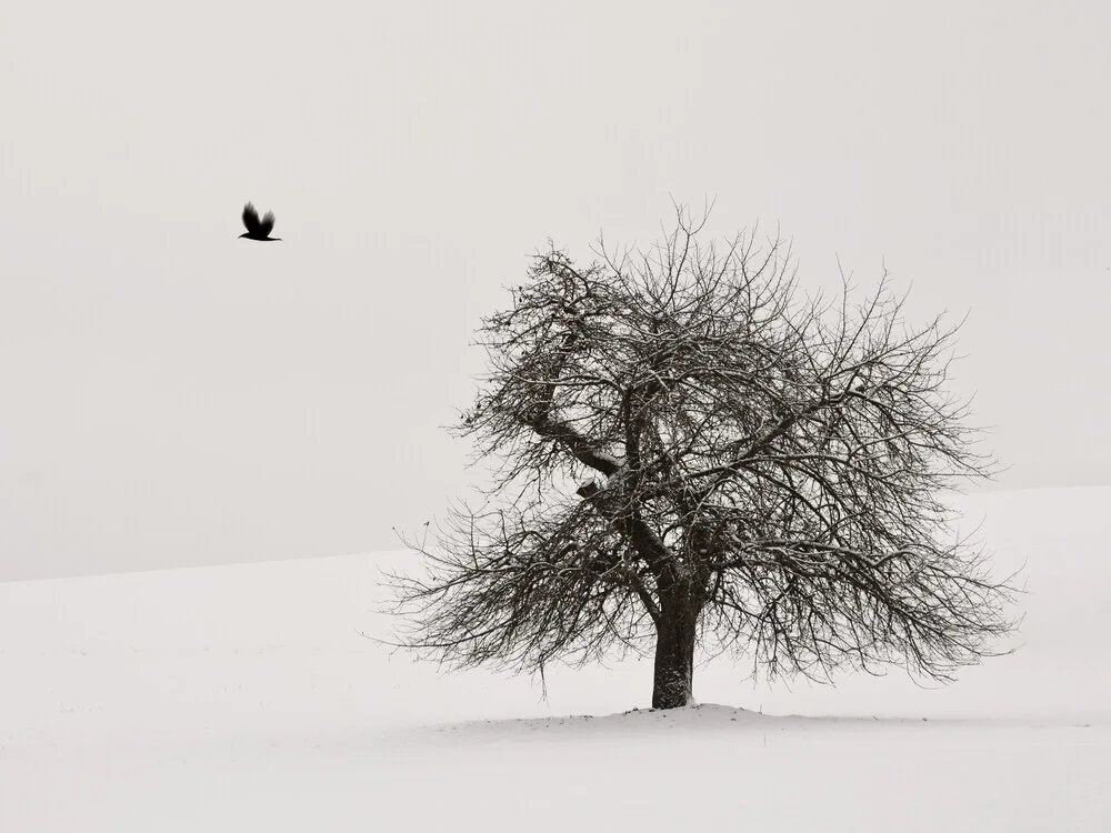 Alter Kischbaum - fotokunst von Lena Weisbek
