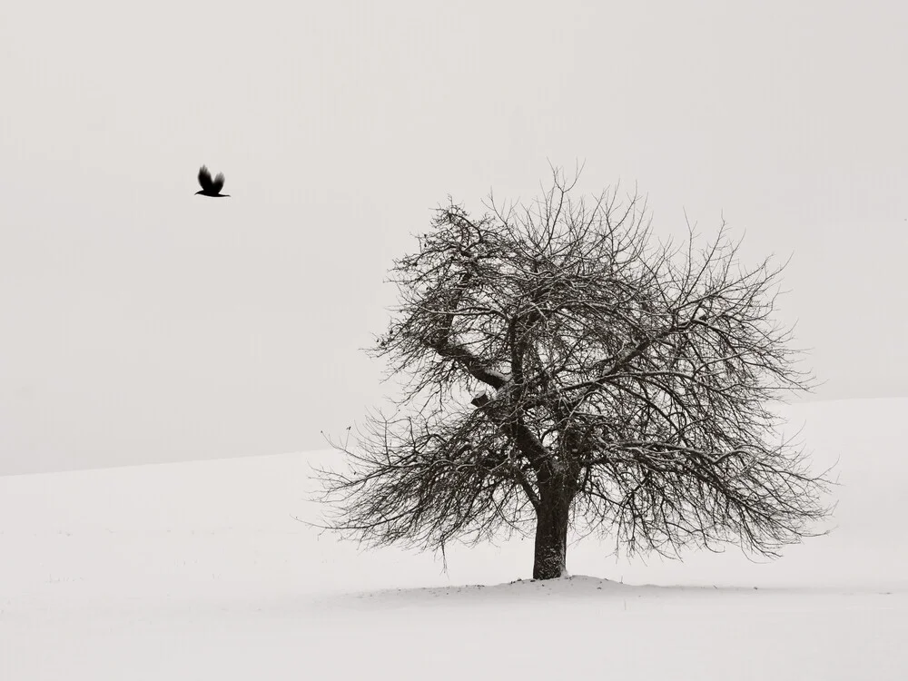 Old Cherry Tree - Fineart photography by Lena Weisbek