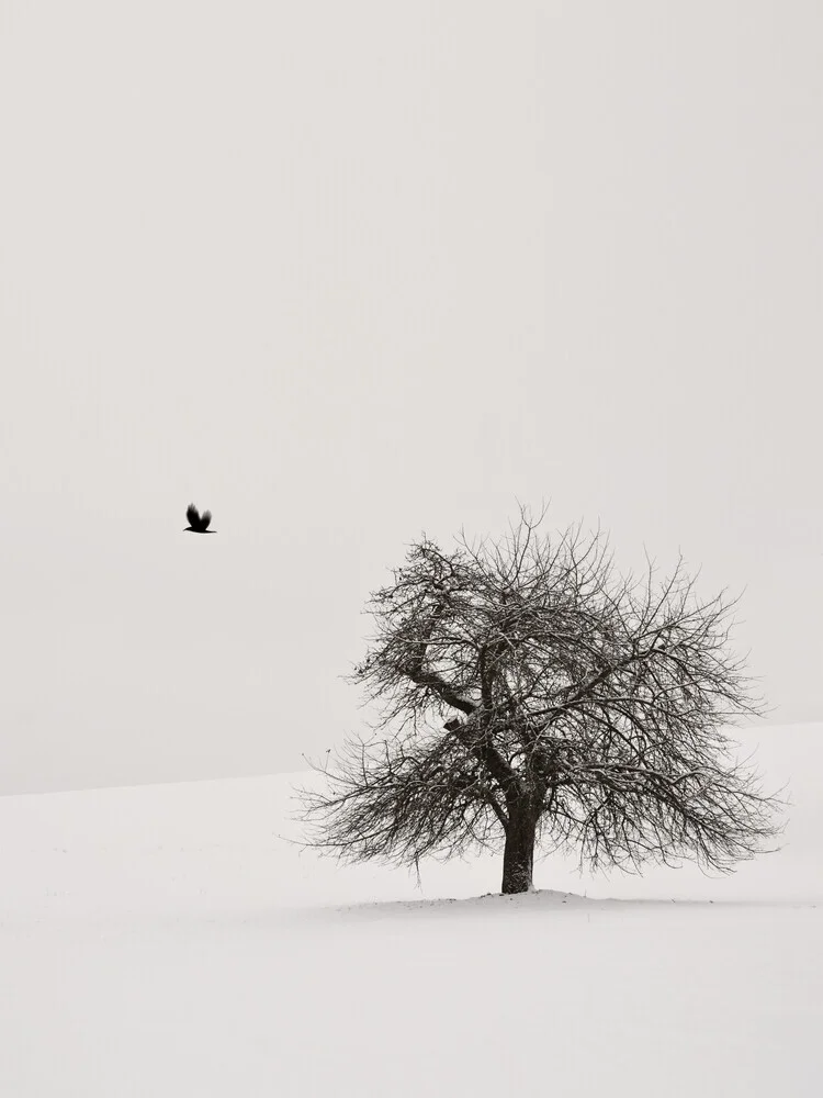 Alter Kirschbaum 2 - fotokunst von Lena Weisbek