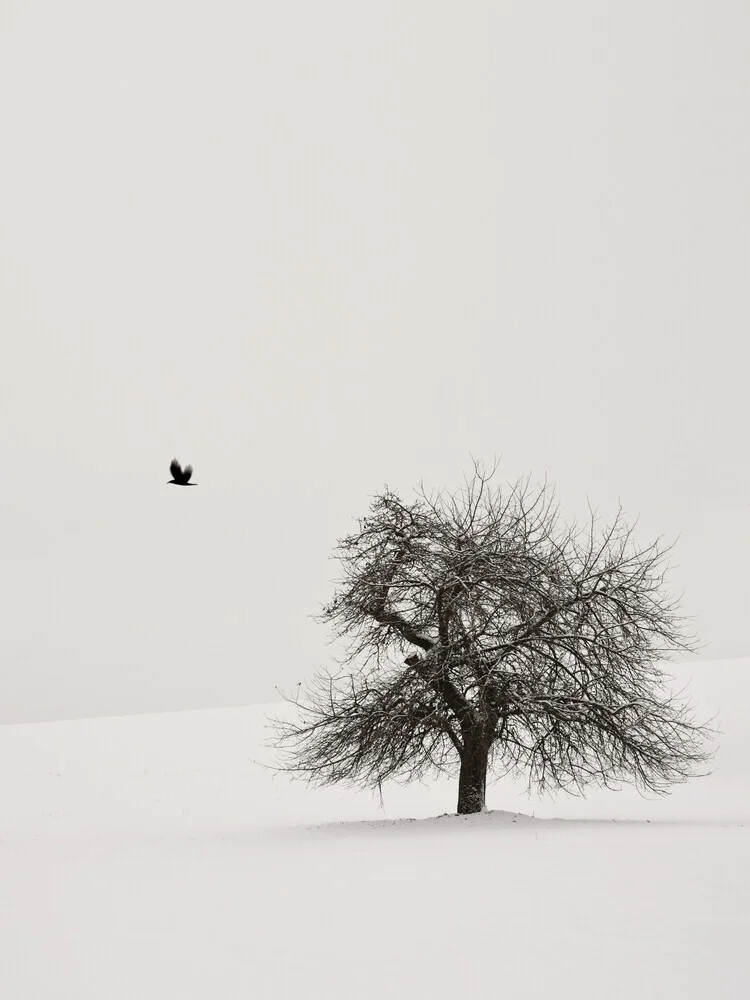 Old Cherry Tree 2 - Fineart photography by Lena Weisbek