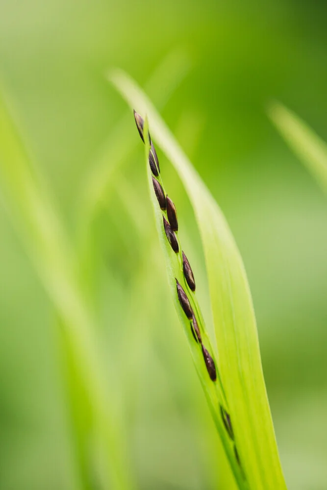 Gras mit Samen - fotokunst von Nadja Jacke