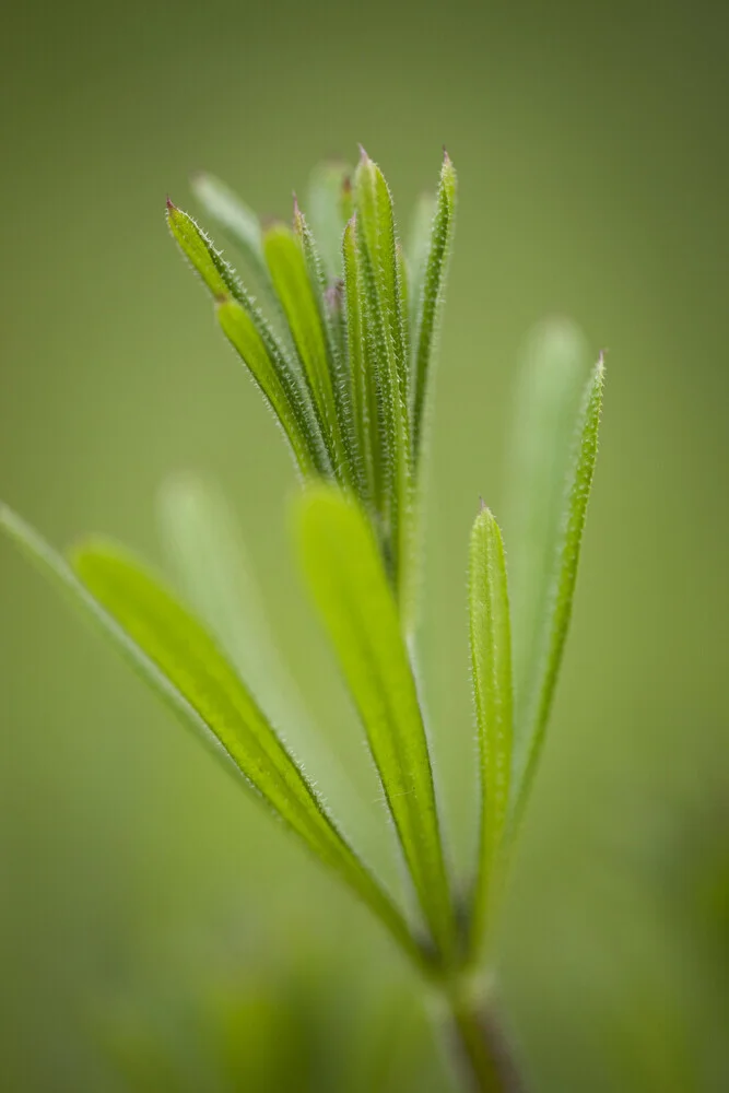 goosegrass - Fineart photography by Nadja Jacke