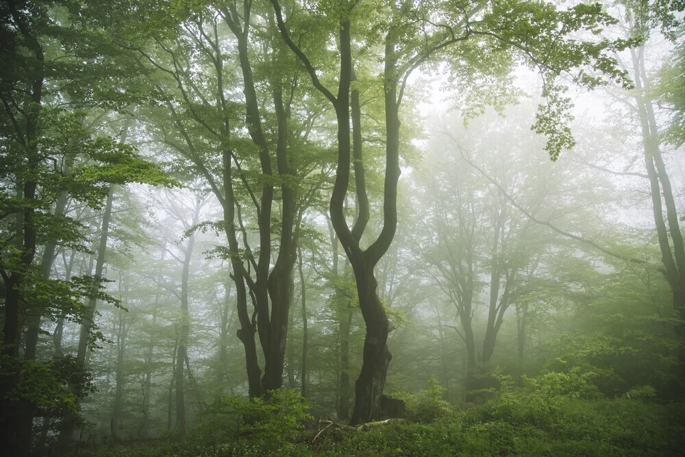 Fog in the Teutoburg Forest - Fineart photography by Nadja Jacke