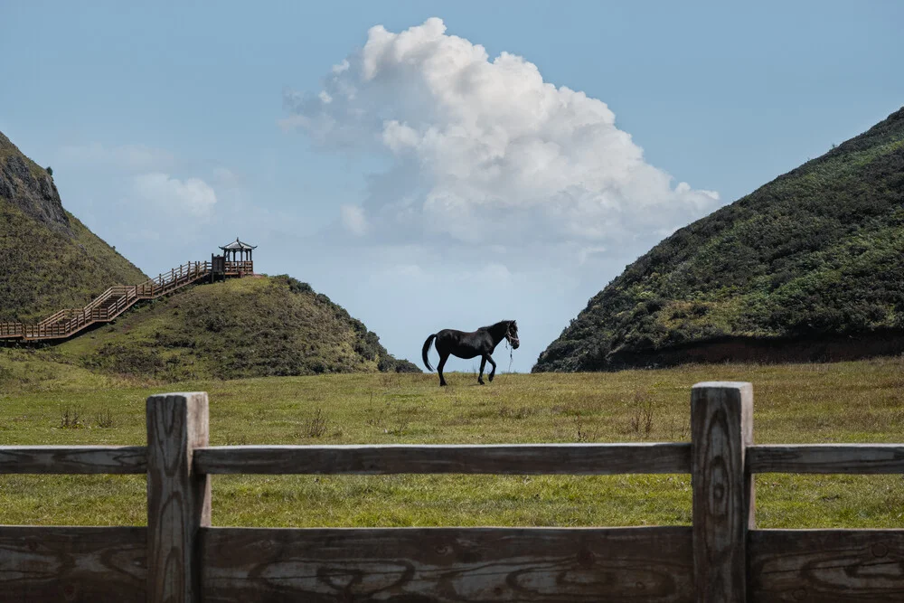 Alone in a Pasture - fotokunst von AJ Schokora