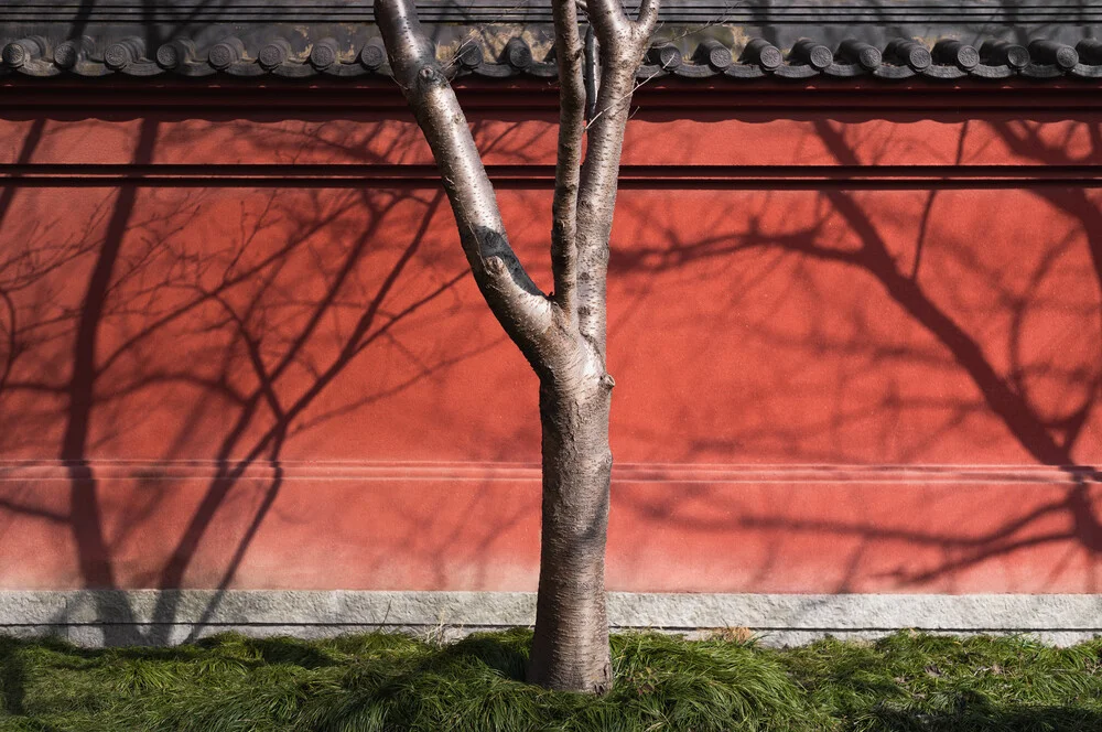 Tree Shade - fotokunst von AJ Schokora