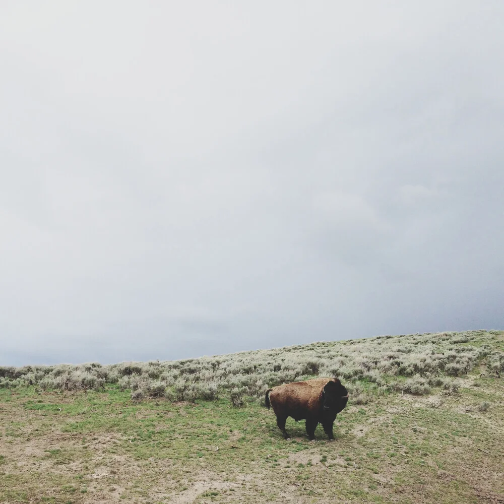 Solo Bison - Fineart photography by Kevin Russ