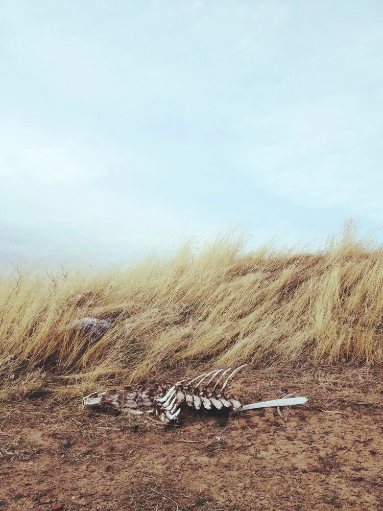 Winded Skeleton - fotokunst von Kevin Russ