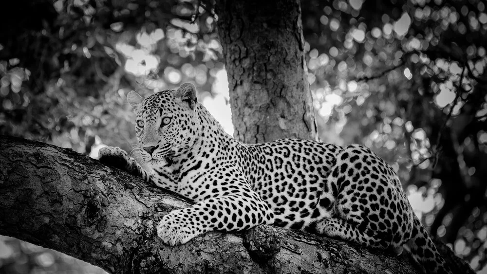 Portrait Leopard - fotokunst von Dennis Wehrmann