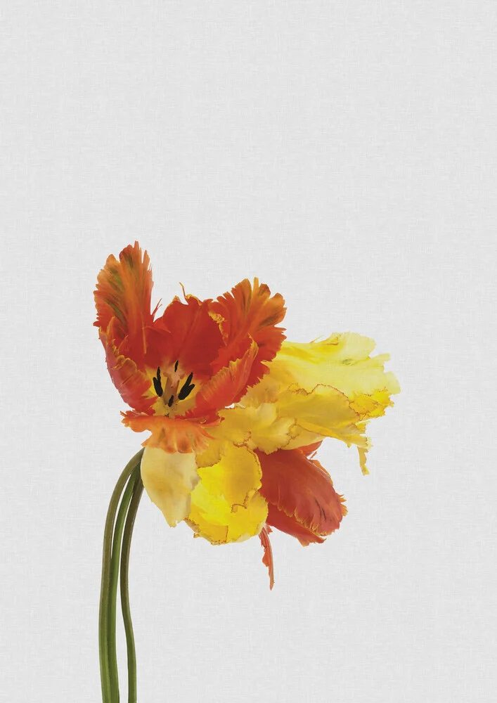 Tulip Still Life - Fineart photography by Orara Studio