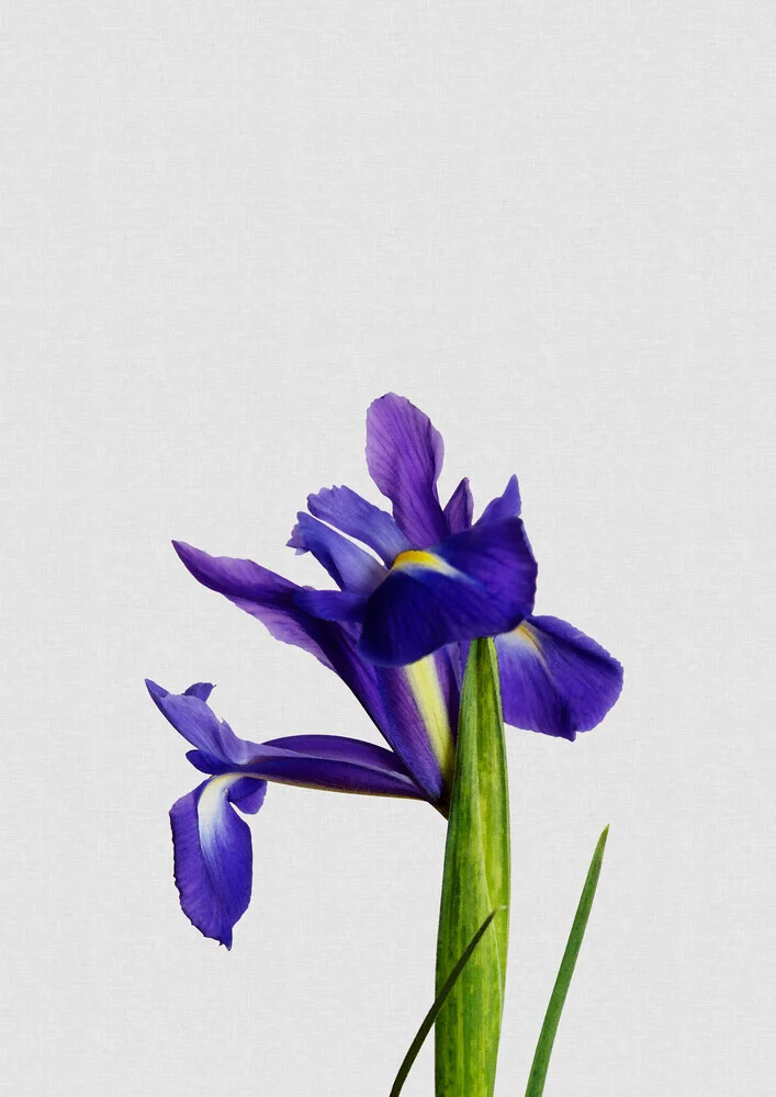 Iris Still Life - fotokunst von Orara Studio