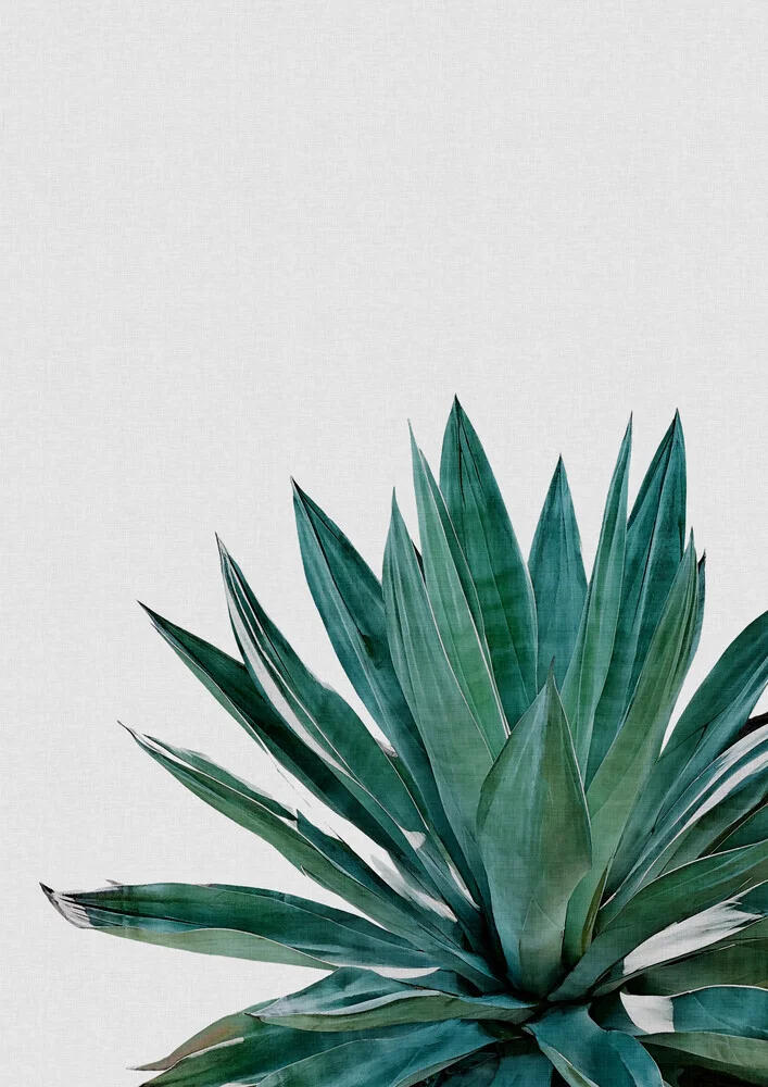 Agave Cactus - fotokunst von Orara Studio