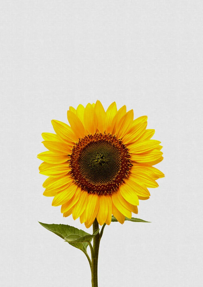 Sunflower Still Life - fotokunst von Orara Studio