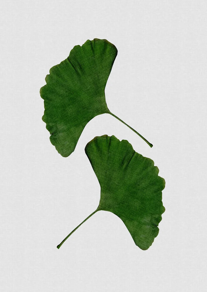 Ginkgo Leaf II - fotokunst von Orara Studio